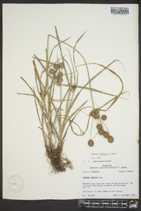 Cyperus echinatus image