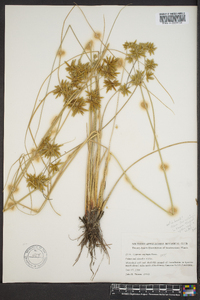 Cyperus ochraceus image