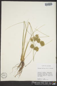 Cyperus ochraceus image