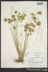 Cyperus ochraceus image