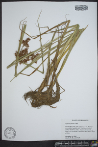 Cyperus pilosus image