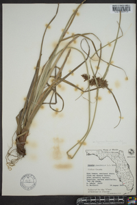 Cyperus planifolius image