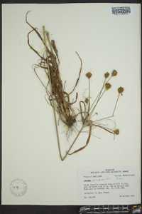 Cyperus plukenetii image