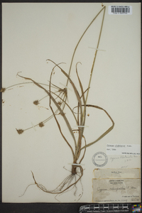 Cyperus plukenetii image