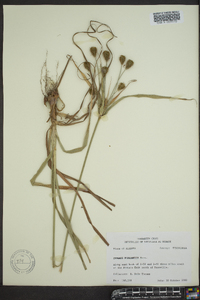 Cyperus plukenetii image