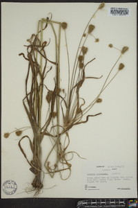 Cyperus plukenetii image