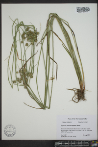 Cyperus pseudovegetus image