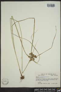 Cyperus pseudovegetus image