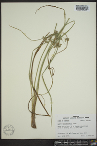 Cyperus pseudovegetus image