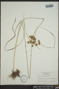 Cyperus pseudovegetus image