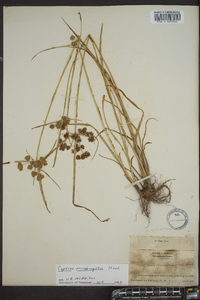 Cyperus pseudovegetus image