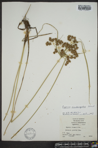 Cyperus pseudovegetus image