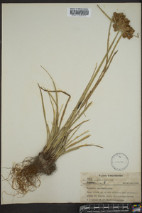 Cyperus pseudovegetus image