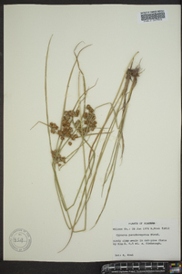 Cyperus pseudovegetus image