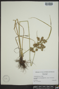 Cyperus pseudovegetus image