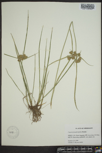 Cyperus pseudovegetus image