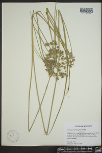 Cyperus pseudovegetus image