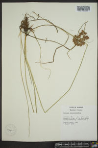 Cyperus pseudovegetus image