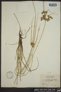 Cyperus pseudovegetus image