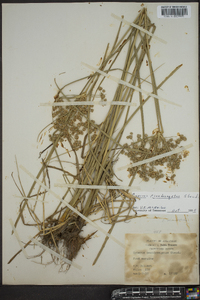 Cyperus pseudovegetus image