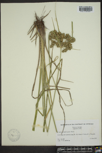 Cyperus pseudovegetus image