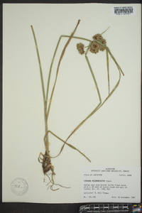 Cyperus pseudovegetus image