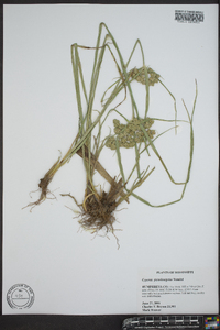 Cyperus pseudovegetus image