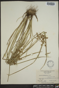 Cyperus pseudovegetus image