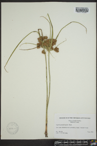 Cyperus pseudovegetus image