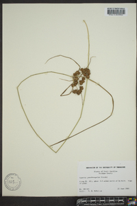 Cyperus pseudovegetus image