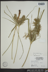 Cyperus refractus image