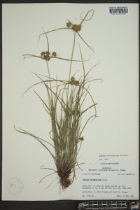 Cyperus retrofractus image