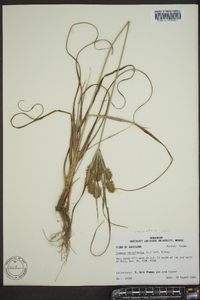 Cyperus retrofractus image