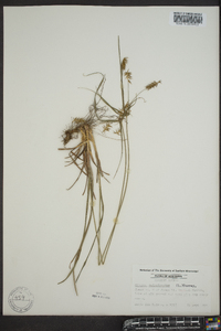 Cyperus retrofractus image