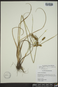 Cyperus retrorsus image