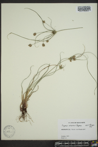 Cyperus retrorsus image