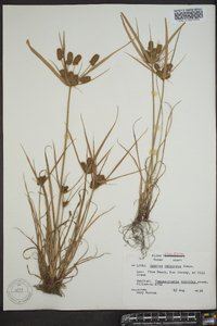 Cyperus retrorsus image