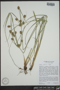 Cyperus retrorsus image