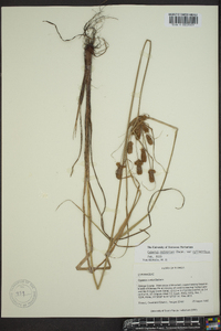 Cyperus retrorsus image