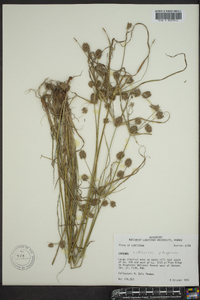 Cyperus retrorsus image