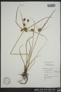 Cyperus retrorsus image