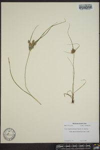 Cyperus retrorsus image