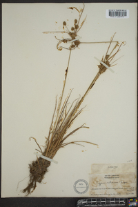 Cyperus retrorsus image