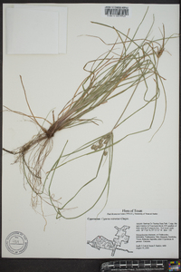 Cyperus retrorsus image