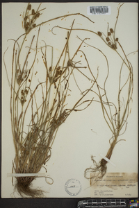 Cyperus retrorsus image