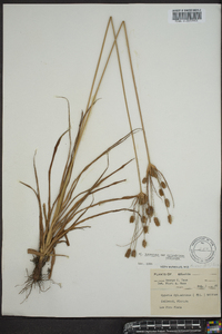 Cyperus retrorsus image