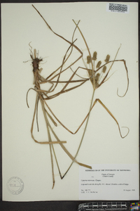 Cyperus retrorsus image