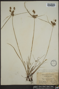 Cyperus retrorsus image