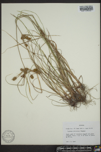 Cyperus retrorsus image