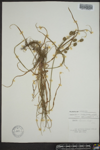 Cyperus retrorsus image